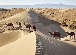 Its highest concentration was first discovered in camel milk and it has apparent effect on breast cancer by. Healing With Camel Milk Sustainable Farming For Food And Health
