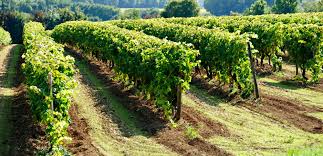 Magnifique château viticole d'époque médiévale entoure de son vaste vignoble vous souhaitez vendre ou acheter un vignoble dans le sud de la france? Pourquoi Investir Dans Un Domaine Viticole Dans L Herault