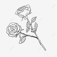 Wallpaper foto dan gambar bunga cantik untuk laptop satria baja. Gambar Garis Hitam Dan Putih Naik Daun Berduri Clipart Mawar Hitam Dan Putih Draf Garis Daun Bunga Cantik Png Transparan Clipart Dan File Psd Untuk Unduh Gratis