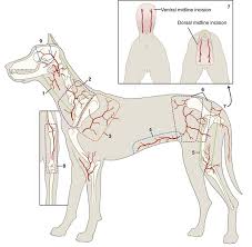 Ventral is instead of dorsal. Axial Pattern And Myocutaneous Flaps Veterian Key