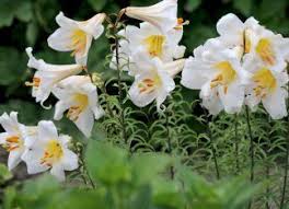 Madonnenlilie Lilium Candidum Pflege Und Vermehrung Der Weissen Lilie In 2020 Madonnenlilie Lilien Pflanzen