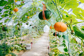 Pumpkins can grow on any soil that has good this should allow the soil to become suitable for growing pumpkins and other plants that need good drainage. How To Grow Pumpkins Kellogg Garden Organics