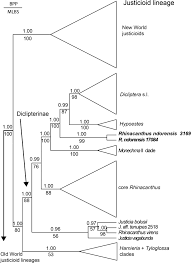 Image result for Rhinacanthus xerophilus