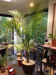 My Majesty Palm Ravenea Rivularis In My Office It S Almost Reached The Ceiling Majesty Palms Are A Bit Palmen Arten Zimmerpflanzen Ideen Gartendesign Ideen