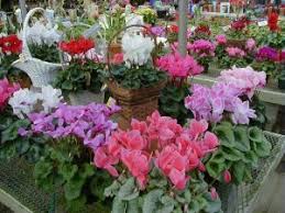 They grow from tubers and are valued for their flowers with upswept petals and variably patterned. Cyclamen Wisconsin Horticulture