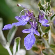 If you have ever tried to plant irish moss seed before, you know the seed is like dust and very difficult to plant. Teucrium Fruticans Azureum Shrubby Germander Azureum In Gardentags Plant Encyclopedia