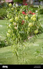 Image result for Gomphocarpus physocarpus
