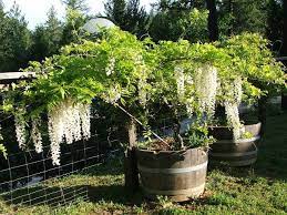 We did not find results for: Whiskey Barrel Gardening Wine Barrel Planter Barrel Planter Wine Barrel Garden