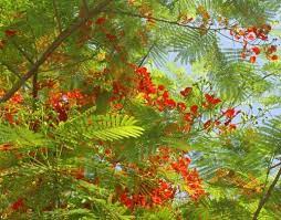 Check spelling or type a new query. Philippine Trees And Garden Flowers My Philippine Life
