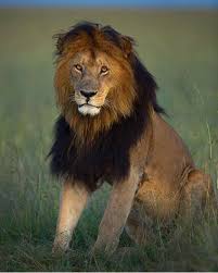 Pin On The Big Cats