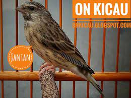 Perbedaan poksay mandari jantan dan betina ciri poksay jantan : Ciri Ciri Perbedaan Burung Blackthroat Jantan Dan Betina On Kicau