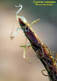 Image result for Cyperus sp.no.5