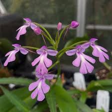 Image result for Habenaria perpulchra