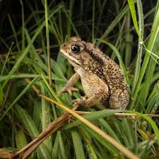 Image result for Pandiaka rubrolutea