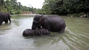 The clip was posted by ifs officer susanta nanda who remarked that there was something. Mother And Baby Elephant Bathing Stock Footage Video 100 Royalty Free 7218922 Shutterstock