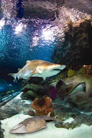 Sharks At Blue Planet Aquarium Cheshire Oaks The Blue Planet Local Attractions
