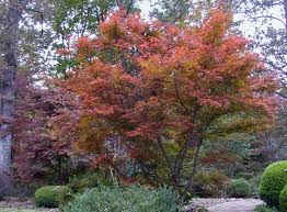 Japanese Maple Japanese Maples In My Garden Journal Deb S Garden Blog With Images Garden Journal Foliage Japanese Maple