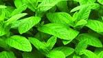 الريحان يحارب الشيخوخة ويكافح الكوليسترول