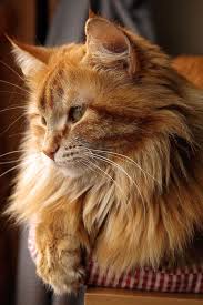 Pin On Purrfect