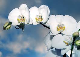 It's creating a sensation in the marketplace. Orchid Flower Spike Stopped Growing Here S Why How To Fix It