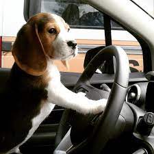 Bartolomeu On Instagram Sunday Uuupiiii I M A Snoopy Puppy Puppylove Puppydog Instapuppy Pet Petstagram Pet Beagle Puppy Beagle Dog Beagle Hunting
