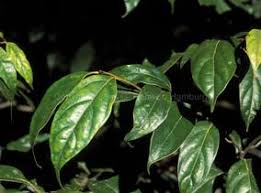 Image result for Cryptocarya woodii