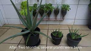 It can be reproduced t. How To Grow Aloe Vera At Home Is Very Easy Youtube