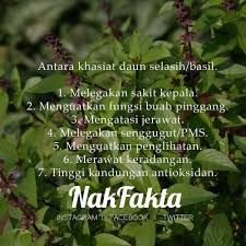 Khasiat dan penggunaan daun selasih/kemangi. Nak Fakta On Twitter Khasiat Daun Selasih Nakfakta Nakbebel