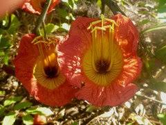 Image result for Fernandoa magnifica