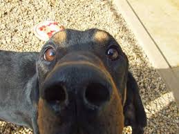 Black And Tan Coonhound Corgi Mix Looking Down The Barrel Of A Black And Tan Coonhound Nose Coonhound Puppy Coonhound Dogs And Puppies