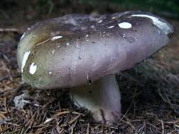 Image result for Russula vinacea