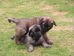 Find leonberger puppies for sale with pictures from reputable leonberger breeders. Shiloh Shepherd Vs Leonberger Breed Comparison Mydogbreeds