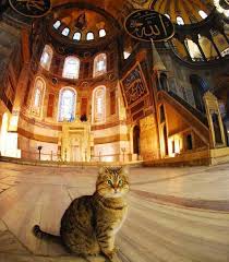 Turistleri Ceken Muze Mi Yoksa Unlu Gli Mi Kedi Guzel Kediler Ve Hayvanlar