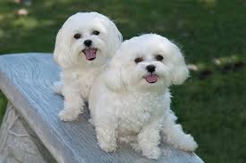 Indy And Abby Maltese Puppies