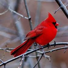 Audubon Club Looking For Annual Bird Count Volunteers Cardinal Birds Backyard Birds Bird
