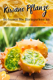 Kiwanos Selbst Anbauen Horngurke Pflanzen Exotische Pflanzen Gurke