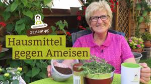 Es helfen oft einfache hausmittel, um ameisen wirksam bekämpfen und langfristig aus dem garten vertreiben zu können. Hausmittel Gegen Ameisen Ameisen Ohne Chemie Vertreiben Youtube
