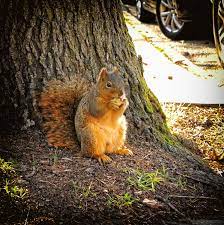 Squirrel GIF - Find on GIFER