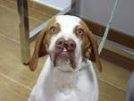 DogBreedsNow: Catalburun breed facts