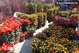 Maybe you would like to learn more about one of these? Hong Kong Chinese New Year Flower Markets 2020 Year Of Rat