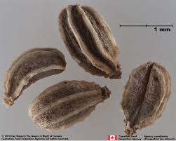 Image result for Conium