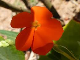 Image result for Tricliceras longepedunculatum