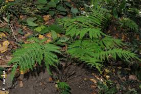 Image result for Pteris tripartita
