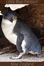 Native To New Zealand These Little Blue Penguins Are Fairly Common On New Zealand Coasts And Also Found In Southern Austr Wellington Zoo Unique Animals Animals