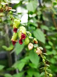 Image result for Tinnea aethiopica