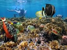 Image result