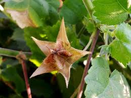 Image result for Hibiscus vitifolius