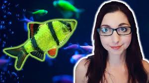 GloFish Barb Care Guide