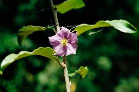 Image result for Solanum cyaneopurpureum