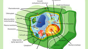 Maybe you would like to learn more about one of these? Plant Cell Its 6 Main Parts And Their Functions Hubpages